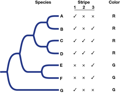 Refer to the figure. The figure shows the phylogeny of seven species of beetles (A through G).The figure also shows whether the beetles have (marked with check) or do not have (marked with an x) one of three stripes.It also states the color of the beetle (R for red and G for green). The color _______ is a synapomorphy shared by species A, B, C, and D that is not shared by the other species.