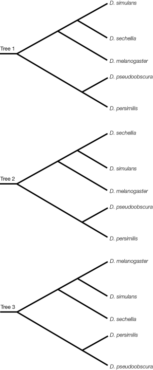 Refer to the figure. Which of the three phylogenetic trees of the Drosophila species is different from the other two? Explain.