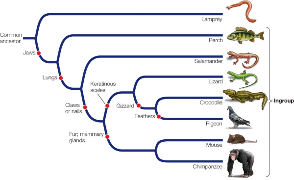 Refer to the phylogenetic tree below showing the phylogenetic relationships among eight species.Red dots indicate the appearance of derived traits. According to the phylogenetic tree, which traits do chimpanzees and crocodiles share?