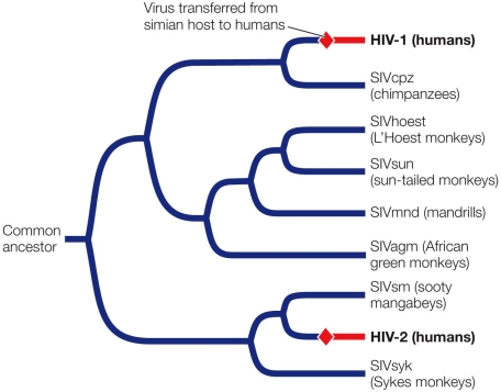 Refer to the figure showing a phylogenetic tree of immunodeficiency viruses. Based on the figure, what is the likely number of independent origins of HIV in humans? Explain, pointing out the human virus's origins.