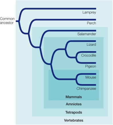 Refer to the figure showing a phylogenetic tree. Should the common ancestor of lizard and salamander be considered an amniote? Explain.