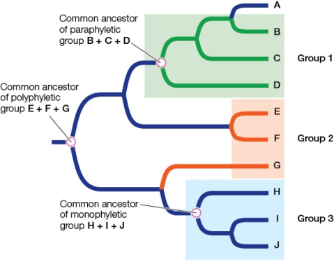 Refer to the figure.Most classification systems are designed to reflect evolutionary relationships of organisms.This is also the case in this phylogenetic tree, where there are three groups (taxa) that have been classified: group 1 (red), group 2 (yellow), and group 3 (blue). Most classification systems are designed to reflect evolutionary relationships of organisms.This is also the case in this phylogenetic tree, where there are three groups (taxa) that have been classified: group 1 (green), group 2 (orange), and group 3 (blue). Which of the taxa in the diagram is monophyletic, and which is polyphyletic?