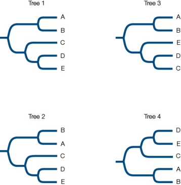Refer to the figure. Which of these phylogenetic trees conveys different phylogenetic information from the others?