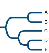 Refer to the figure. Which species is most closely related to the clade formed by species A and species B?