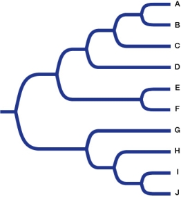 Refer to the figure. Which groups of taxa are paraphyletic?