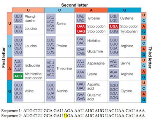 <strong>Refer to the table and sequences. According to the genetic code, the nucleotide substitution in the highlighted position of sequence 2 is a _______ nucleotide substitution.</strong> A) nondeleterious B) synonymous C) silent D) missense E) nonsense