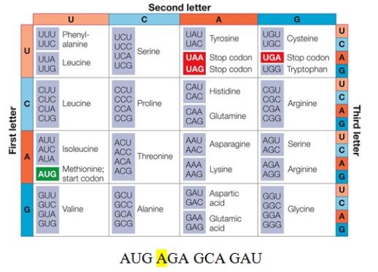 <strong>Refer to the table and sequence. If C were substituted for the nucleotide in position 4 (highlighted) of the sequence, this would be characterized as a _______ nucleotide substitution.</strong> A) nonsynonymous B) synonymous C) deleterious D) missense E) nonsense