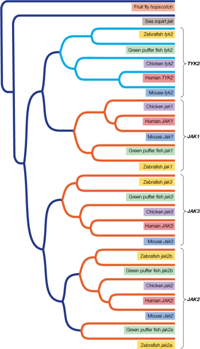 <strong>Refer to the figure. Members of the JAK family of nonreceptor kinases are involved in signaling pathways.The four paralogs JAK1, JAK2, JAK3, and TYK2 are found in humans, mice, chickens, and fish, as shown in the phylogenetic tree.According to this phylogenetic gene tree,</strong> A) fruit fly hopscotch is more closely related to human TYK2 than human JAK1. B) a duplication event led to the generation of the orthologs human JAK3 and mouse Jak3. C) two duplication events in common ancestors to fish and humans created the orthologs JAK1, JAK2, JAK3, and TYK2. D) both jak2a orthologs are pseudogenes. E) JAK2 and JAK3 are examples of convergent evolution.