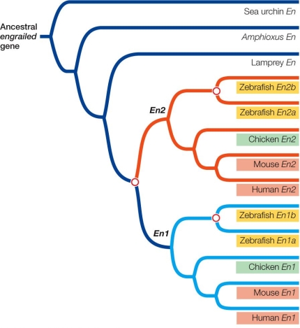 <strong>Refer to the figure, which shows a phylogenetic tree of the engrailed gene family. Which gene is the same evolutionary distance from zebrafish En1b as is zebrafish En2b?</strong> A) Zebrafish En1a B) Chicken En1 C) Lamprey En D) Chicken En2 E) Human En1
