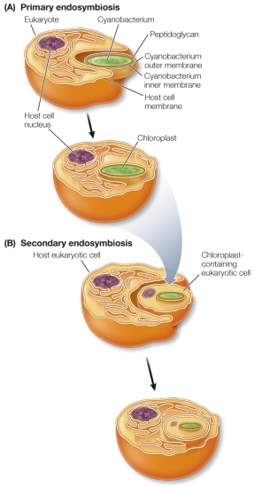 <strong>Refer to the figure, which shows endosymbiotic events in the evolution of chloroplasts. After millions of generations, the events in part A of the figure led to which of the following?</strong> A) The DNA of the host cell replaced all prokaryotic DNA in the chloroplast. B) The chloroplast retained prokaryotic DNA that codes for proteins in the chloroplast. C) The DNA of the host cell moved to the nucleus of the engulfed cell. D) The chloroplast lost its entire prokaryotic DNA, which was replaced with DNA from the host cell. E) The chloroplast retained its ability to survive outside of the host.