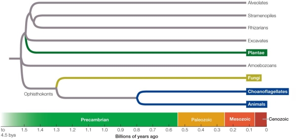 <strong>Refer to the figure. This phylogenetic tree shows one current hypothesis and estimated time line for the origin of the major groups of eukaryotes.Which clade of eukaryotes was the first to diverge from other eukaryotes?</strong> A) Alveolates B) Rhizarians C) Excavates D) Amoebozoans E) Plantae