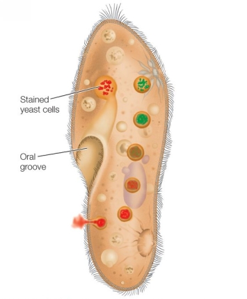 <strong>Refer to the diagram, which shows the role of vacuoles in ciliate digestion. The figure illustrates an experiment designed to determine whether Paramecium digests food in an acidic environment.This organism most likely _______ and is _______.</strong> A) is free-swimming with cilia; heterotrophic B) is free-swimming with flagella; heterotrophic C) is free-swimming with flagella; autotrophic D) moves by floating in plankton; autotrophic E) is free-swimming with cilia; autotrophic