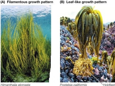 <strong>Refer to the figure. Which statement about the eukaryotes shown is false?</strong> A) They produce a substance used as an emulsifier in ice cream. B) They are almost exclusively marine organisms. C) Some forms are found in the Sargasso Sea. D) They are members of Plantae. E) They are photosynthetic.