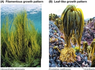 <strong>Refer to the figure. Which statement about the eukaryotes shown is true?</strong> A) They are specialized to withstand pounding by surf. B) Their color results from a symbiotic relationship with dinoflagellates. C) Their fossilized remains make a major contribution to limestone. D) Their fronds are stiffened with silica. E) Their primary habitat is above the tidal zone on the seashore.