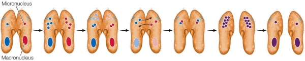 <strong>Refer to the figure, which shows genetic recombination by conjugation in paramecia. As it is shown in the figure, which statement about the conjugation process in paramecia is false?</strong> A) The macronuclei in the resulting paramecia are genetically different from the macronuclei in the original paramecia. B) The micronuclei that are exchanged are genetically different from each other. C) Within each individual, the original macronucleus is destroyed. D) The two resulting paramecia have a new combination of alleles that is different from the original. E) The two resulting paramecia are genetically distinct from each other.