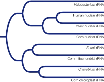 Refer to the gene tree shown. Ribosomal RNA genes are present in the nuclear genomes of eukaryotes.There are also rRNA genes in the genomes of mitochondria and chloroplasts.Therefore photosynthetic eukaryotes have three different sets of rRNA genes, which encode the structural RNA of three separate sets of ribosomes.Translation of each genome takes place on its own set of ribosomes.The gene tree shows the evolutionary relationships among rRNA gene sequences isolated from the nuclear genomes of humans, yeast, and corn; from an archaeal species (Halobacterium), a proteobacterium (E.coli), and a cyanobacterium (Chlorobium); and from the mitochondrial and chloroplast genomes of corn. Based on the gene tree, how would you explain the closer relationship of the mitochondrial rRNA gene of corn to the rRNA gene of E.coli rather than to the nuclear rRNA genes of other eukaryotes? Can you explain the relationship of the rRNA gene from the chloroplast of corn to the rRNA gene of the cyanobacterium?