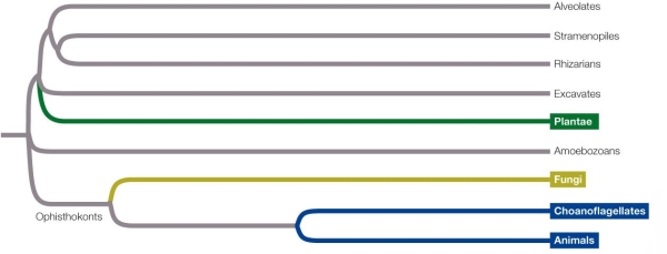 Refer to the figure. This phylogenetic tree shows the predicted evolutionary relationships between protists and other eukaryotes.Based on the tree, _______ are a _______ group.