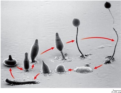 Refer to the figure. Assuming all cells are haploid, the figure shows