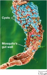 Refer to the figure. The figure shows a micrograph of Plasmodium cysts lining the wall of a mosquito's gut. The cells that will emerge from these structures are called _______ and will contain a _______ nucleus.