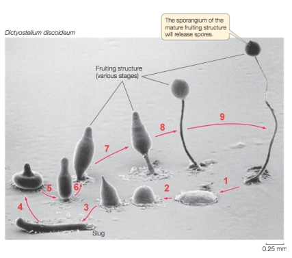 Refer to the figure of the cellular slime mold Dictyostelium. What is occurring at arrows 1 and 3?