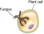 <strong>Refer to the figure, which shows a fungal interaction with a plant cell.   Which statement is an accurate description of this interaction?</strong> A) The fungal hyphae have penetrated the plant cell and have broken through the cell membrane in order to obtain nutrients from the plant. B) The fungus has formed haustoria that push directly against the plant plasma membrane in order to absorb nutrients secreted from the plant cell. C) The fungal hyphae are ectomycorrhizae and have entered the plant cell in order to provide nitrogen in exchange for carbon compounds. D) The fungus and plant cell have joined together in a symbiotic association to form a lichen. E) The fungal hyphae are part of an arbuscular mycorrhizal network in which the fungus provides carbon to the plant in exchange for nitrogen. <div style=padding-top: 35px> 