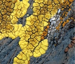 <strong>Refer to the figure.   The figure shows a</strong> A) fast-growing lichen able to thrive on exposed surfaces with minimal nutritional input. B) lichen that does not yet possess a partnership with photosynthetic bacteria or algae. C) fungus experiencing a loss of chlorophyll due to high light exposure. D) crustose lichen tightly adhered to its rocky substrate. E) foliose lichen growing parallel to its substrate. <div style=padding-top: 35px> 