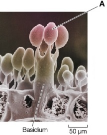 <strong>Refer to the figure.   The figure shows a magnified image of structures lining the gills found on the underside of a mushroom.Which statement correctly describes the structures labeled A?</strong> A) These structures are a product of asexual reproduction in sac fungi. B) These structures contain a dikaryotic arrangement of nuclei. C) These structures are a product of sexual reproduction in club fungi. D) These structures arise from karyogamy and are diploid. E) These structures result from plasmogamy and generate new gametes. <div style=padding-top: 35px> 