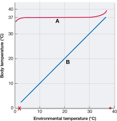 <strong>Refer to the graph showing the body temperatures of different types of organisms in the same environmental temperatures. The reaction of a mouse to different environmental temperatures is represented by the curve labeled _______.When the mouse is at the environmental temperature marked by an X on the x axis, the mouse might _______.</strong> A) A; utilize brown fat B) B; utilize brown fat C) A; increase blood flow to the skin D) B; increase blood flow to the skin E) B; assume a more compact posture