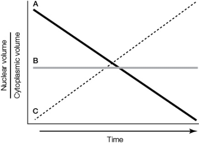 <strong>Refer to the graph. In the graph, curve _______ best represents the changes in the ratio of nuclear volume to cytoplasmic volume during early cleavage in most animals.At this time, the blastomeres _______ in size.</strong> A) A; decrease B) B; decrease C) C; decrease D) A; increase E) C; increase
