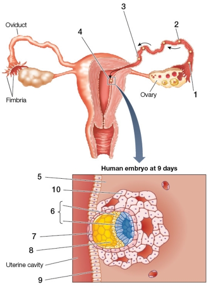 <strong>Refer to the figure showing implantation in humans. Based on the figure, which statement is true?</strong> A) The embryo proper develops from the structure at point 8. B) The stage of embryonic development depicted is early cleavage. C) The structure at point 7 secretes proteolytic enzymes that aid implantation. D) The structure at point 8 is formed when cells of the structure at point 6 secrete fluid. E) The structure at point 10 develops from the structure at point 9.