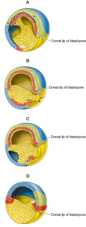 <strong>Refer to the figure showing stages of gastrulation in the frog. Which of the following represents the correct sequence of events?</strong> A) A, B, C, D B) A, C, B, D C) C, D, B, A D) D, A, C, B E) D, C, A, B