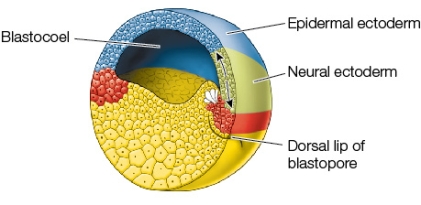 <strong>Refer to the figure showing a stage of gastrulation in the frog. Consider a piece of ectoderm that is destined to be neural tissue in its original location in the gastrula shown in the figure.If it is transplanted into a location destined to be epidermis in a gastrula of similar age, which of the following will result?</strong> A) The transplanted tissue will develop into neural tissue. B) The transplanted tissue will develop into dermis. C) The transplant will be rejected. D) The transplanted tissue will develop into epidermis. E) A second complete embryo will form belly-to-belly with the recipient of the transplant.