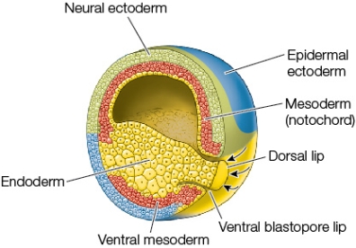 <strong>Refer to the figure showing a stage of gastrulation in the frog. Consider a piece of ectoderm that is destined to be neural tissue in its original location in the gastrula shown in the figure.If it is transplanted into a location destined to be epidermis in a gastrula of similar age, which of the following will result?</strong> A) The transplanted tissue will develop into neural tissue. B) The transplanted tissue will develop into dermis. C) The transplant will be rejected. D) The transplanted tissue will develop into epidermis. E) A second complete embryo will form belly-to-belly with the recipient of the transplant.