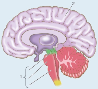 <strong>Refer to the figure, which shows a cross section of an adult human brain. Structure 2 is the _______, which develops from the embryonic ______.</strong> A) cerebellum; telencephalon B) cerebellum; hindbrain C) cerebrum; telencephalon D) cerebrum; diencephalon E) cerebellum; forebrain