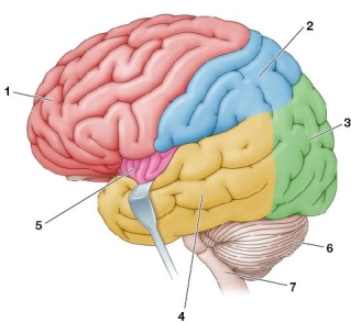 Refer to the figure, which shows the human brain. Choose the incorrect match between the numbered brain region and its primary function(s).