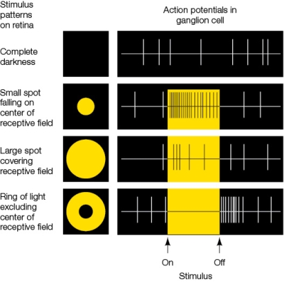 <strong>Refer to the figure, which shows the rate of action potentials in a ganglion cell. What can you conclude about the type of cell being monitored?</strong> A) It is an off-center ganglion cell. B) It is an on-center ganglion cell. C) It is a photoreceptor. D) It is a bipolar cell. E) It is a horizontal cell.