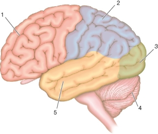 Refer to the figure. If a person's vision is intact but he is unable to detect motion, which numbered region of the brain is most likely damaged? Identify the region.