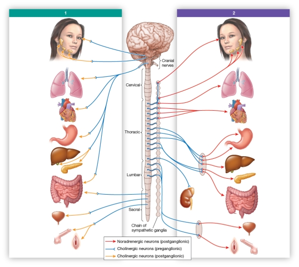 Refer to the figure. In the division labeled 1 in the figure, what would be the result if the peripheral nerve leading to the bladder were damaged?