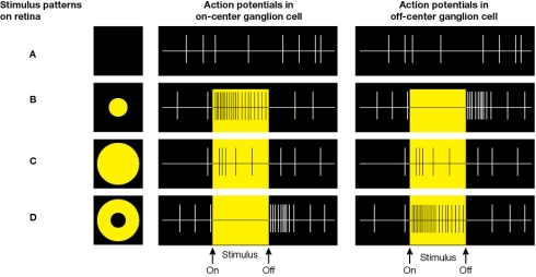 Refer to the figure. The figure shows how on-center and off-center ganglion cells of the retina encode patterns of contrast between light and dark.Evaluate the following statement: Row B represents what happens when a large spot of light covers the receptive field.