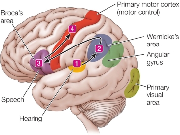 Refer to the figure. The figure shows the language areas of the cortex involved in repeating a heard word.What would be the likely result of an accident that damaged the brain region marked 3 in the figure?