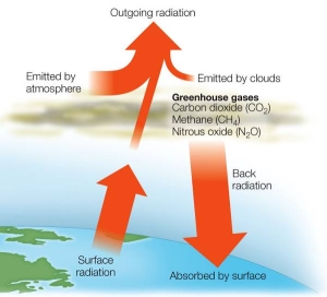 <strong>Refer to the diagram below. According to the diagram, greenhouse gases maintain a temperature high enough to support life on Earth by affecting which aspect of heat radiation?</strong> A) Outgoing radiation B) Radiation emitted by clouds C) Back radiation D) Radiation absorbed by the surface E) Surface radiation