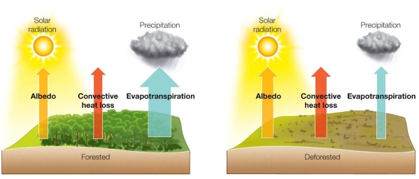 <strong>Refer to the figure below. If the decrease in evapotranspiration were greater than the increase in albedo and convective heat loss, the climate in a deforested area would be</strong> A) warmer and drier. B) warmer and moister. C) cooler and drier. D) cooler and moister. E) warmer, but precipitation would not change.
