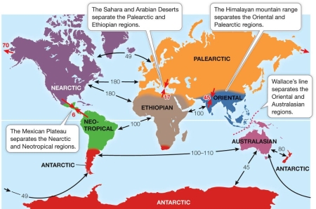 Refer to the map below.   About four million years ago, a land bridge (now Central America) formed between North America and South America.This land bridge most likely had what effect on animal species on the two continents?