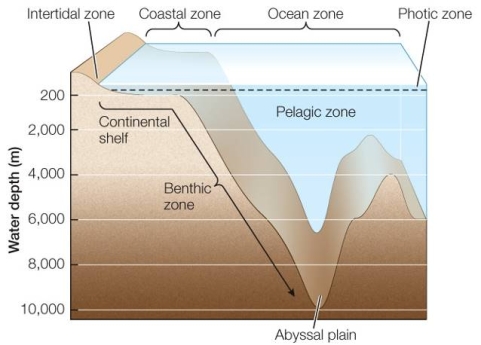 Refer to the figure below. Using the figure as a guide, describe how temperature, light, and pressure vary in the coastal and ocean zones.Include variations based on depth in the two zones, and explain how the differences affect ocean life.