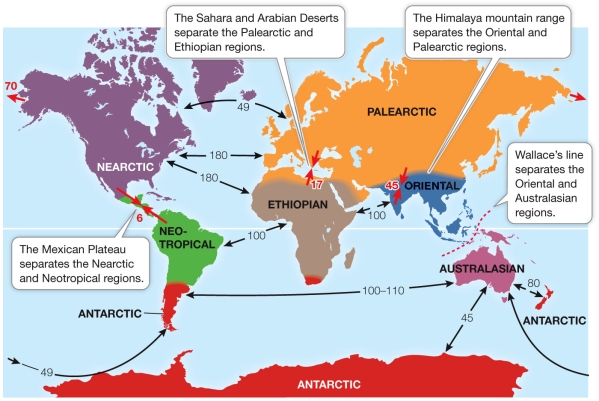 Refer to the figure, showing Earth's biogeographic regions.(Red arrows show time, in millions of years, since land masses came together.Black arrows show time since two land masses separated.)   Some regions, including the Palearctic and Ethiopian, and the Palearctic and Oriental, have been moving toward each other.Based on the information given, what would be the expected response of species as these regions come back together?