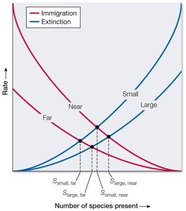 Refer to the graph, which models the theory of island biogeography. The intersection points of the immigration and extinction curves on the graph represent points where, for that type of island,