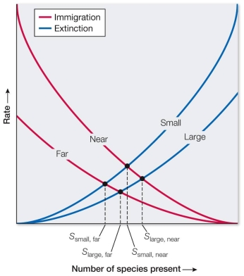 Refer to the graph representing the Wilson<font face=symbol></font>MacArthur theory of island biogeography, which explains the species<font face=symbol></font>area relationship. According to the graph, the number of species on an island reaches equilibrium when