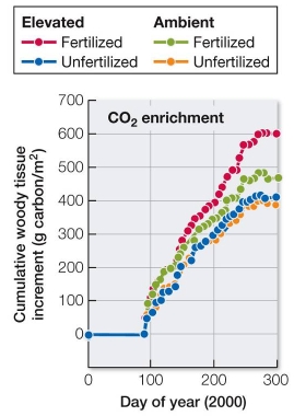 <strong>Refer to the graph. In the FACE experiment in a North Carolina forest, the amount of tree growth (change in carbon biomass per square meter) was measured under conditions of ambient CO<sub>2</sub> (270 ppm in 2000, when measurements were done) and elevated CO<sub>2</sub> (550 ppm).Half of both the ambient and elevated plots were given additional nitrogen (fertilized); the other half were not (unfertilized).According to the results shown, what can be concluded about the effectiveness of elevated CO<sub>2</sub> on increasing rate of tree growth?</strong> A) Elevated CO<sub>2</sub> increases tree growth in all cases. B) Elevated CO<sub>2</sub> increases tree growth only when they are fertilized as well. C) Elevated CO<sub>2</sub> has little effect on tree growth at any time. D) Elevated CO<sub>2</sub> increases tree growth most when trees are unfertilized. E) Tree growth is highest under ambient, not elevated, CO<sub>2</sub> levels.