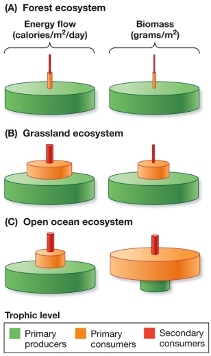 <strong>Refer to the figure. Compare the forest with the grassland ecosystem in the diagram.What is the most likely reason the grassland ecosystem has comparatively higher energy flow and biomass, particularly at the second (primary consumer) level?</strong> A) Trophic efficiency of the forest is lower because of the large proportion of wood in the forest. B) The large proportion of wood in the forest means less energy is available to higher levels, but trophic efficiency is not affected. C) Trophic efficiency of the forest is higher because of the large proportion of wood in the forest. D) Grasslands have smaller plants and thus are less able to transfer energy efficiently. E) Forest trees process energy faster, but they have to develop wood, so they cannot produce biomass as quickly.