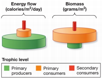 Refer to the figure. In these pyramid diagrams of the open ocean ecosystem, energy flow of primary producers is very large, while their biomass is very small.What does this suggest about the ocean ecosystem?